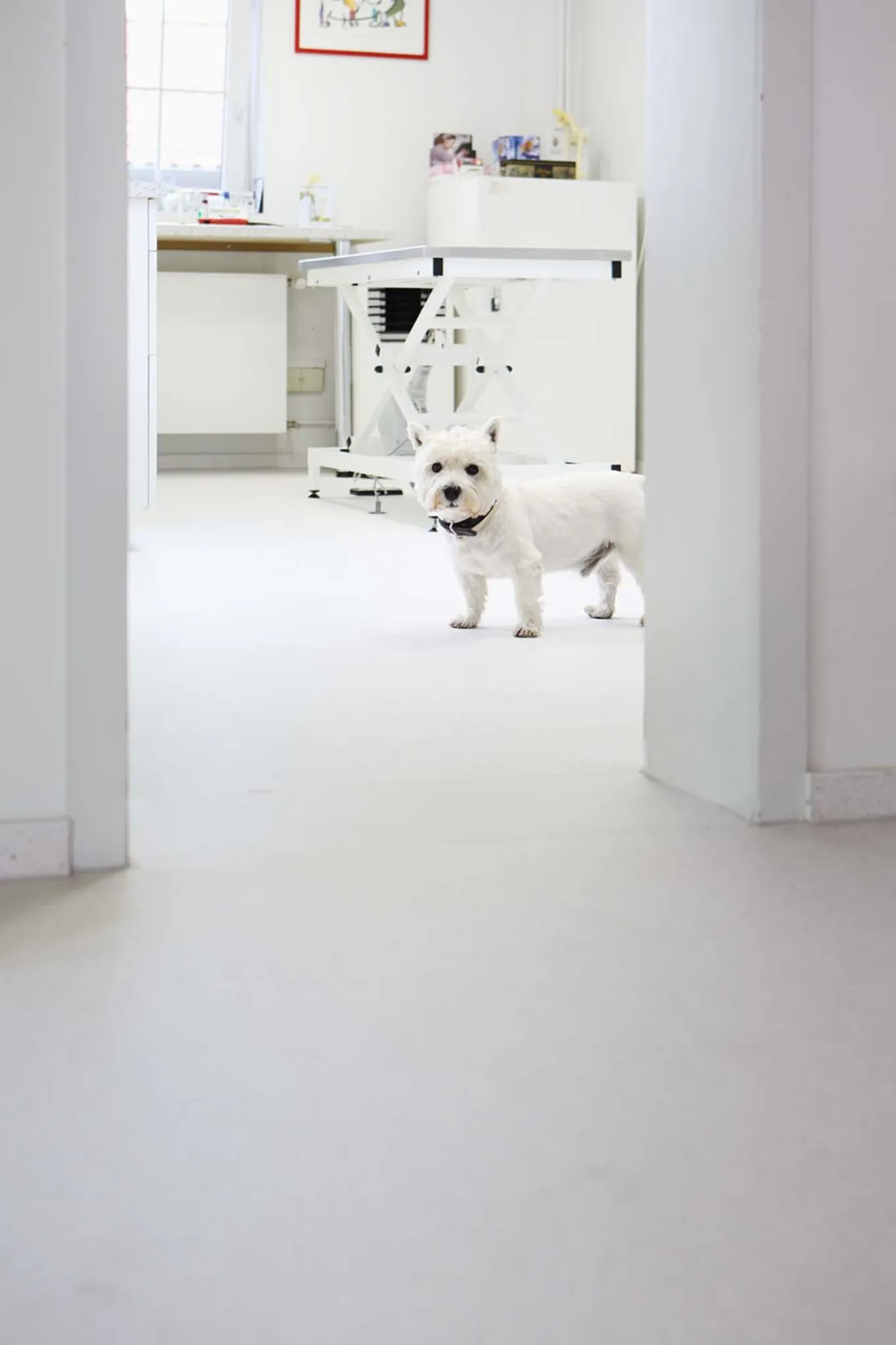 Tierklinik Lüdinghausen mit hellem wineo PURLINE Bioboden einem Behandlungstisch und Hund